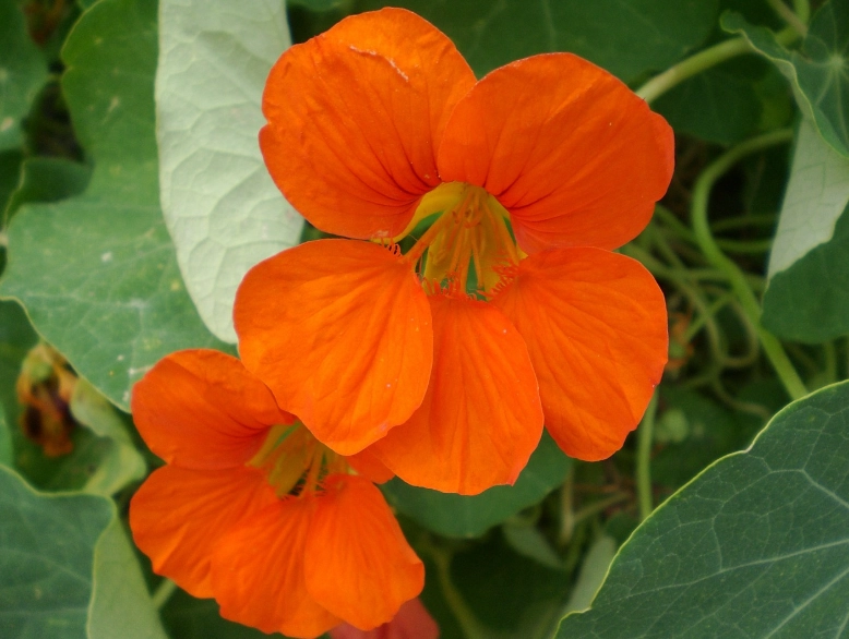 nasturtium plant care