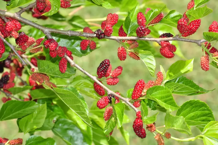 mulberry tree
