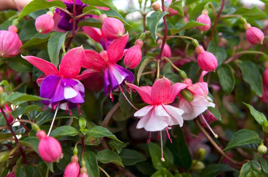 fuchsia plant care