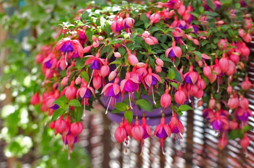 how to grow fuchsias