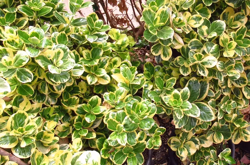 coprosma plant care