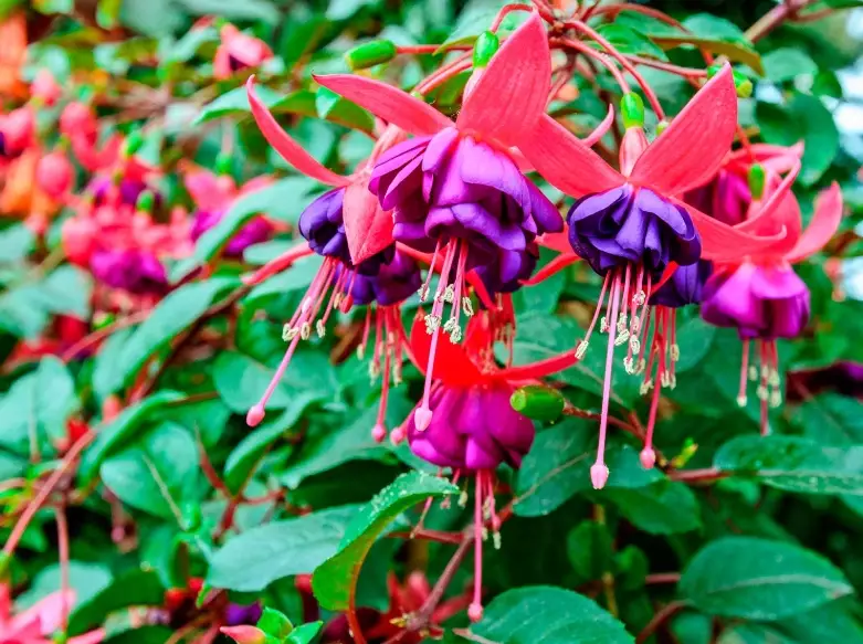 how to grow fuchsias