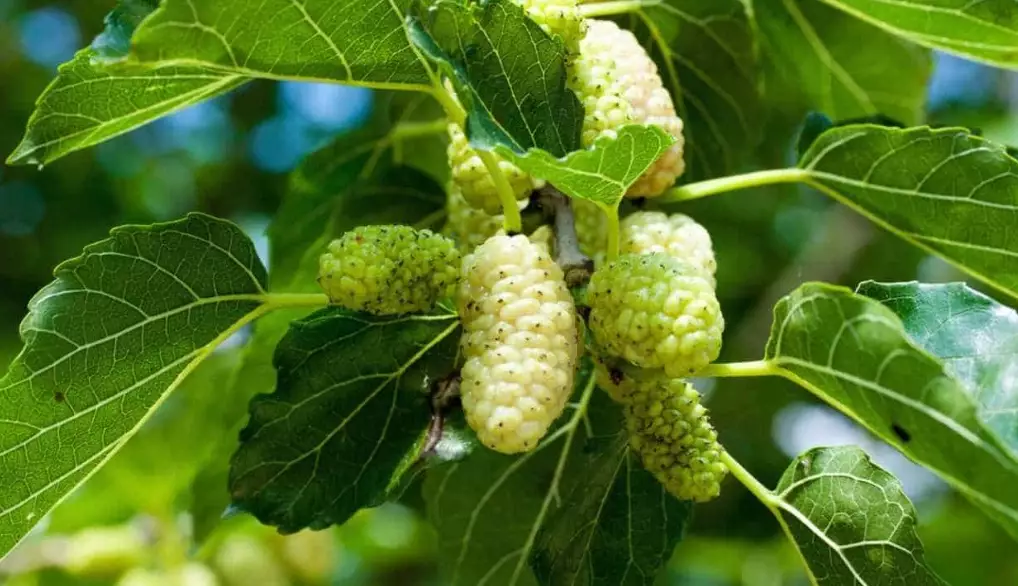mulberry tree varieties