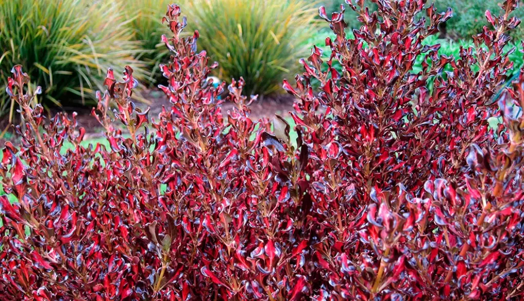 coprosma varieties
