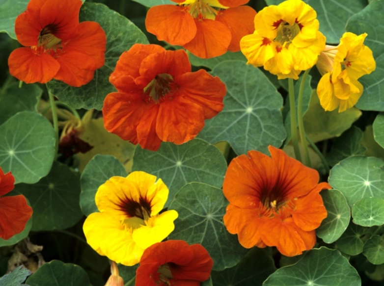 nasturtium