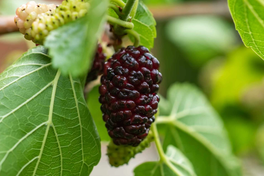 mulberry tree care