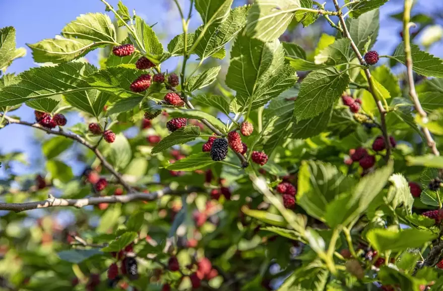 mulberry tree varieties