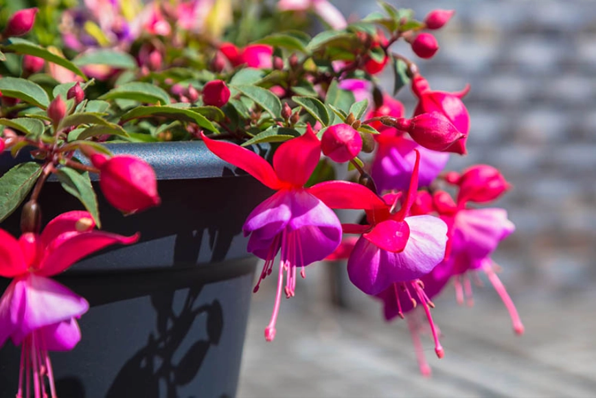 fuchsia varieties