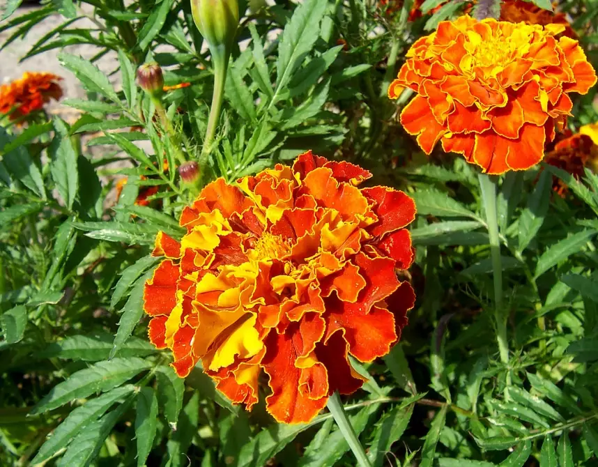growing tagetes