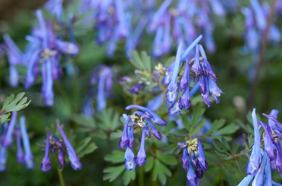 corydalis plant care