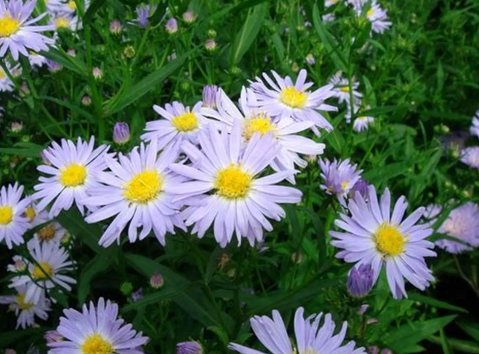 fall blooming perennials fall blooming perennials