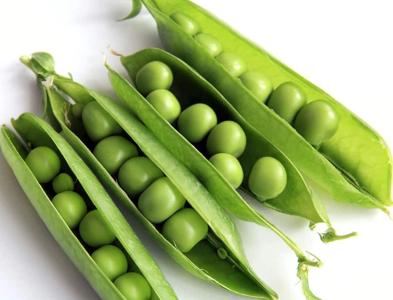 pea plant care pea plant care