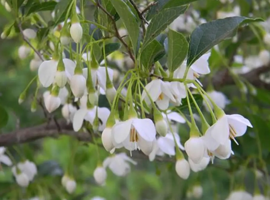 styrax plant care styrax plant care