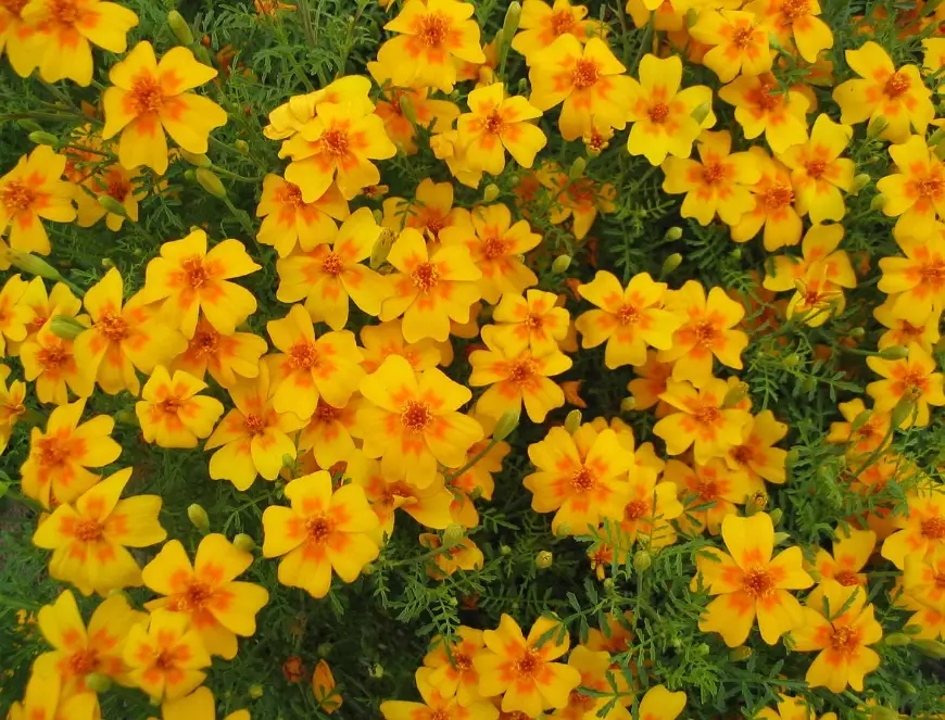 growing tagetes