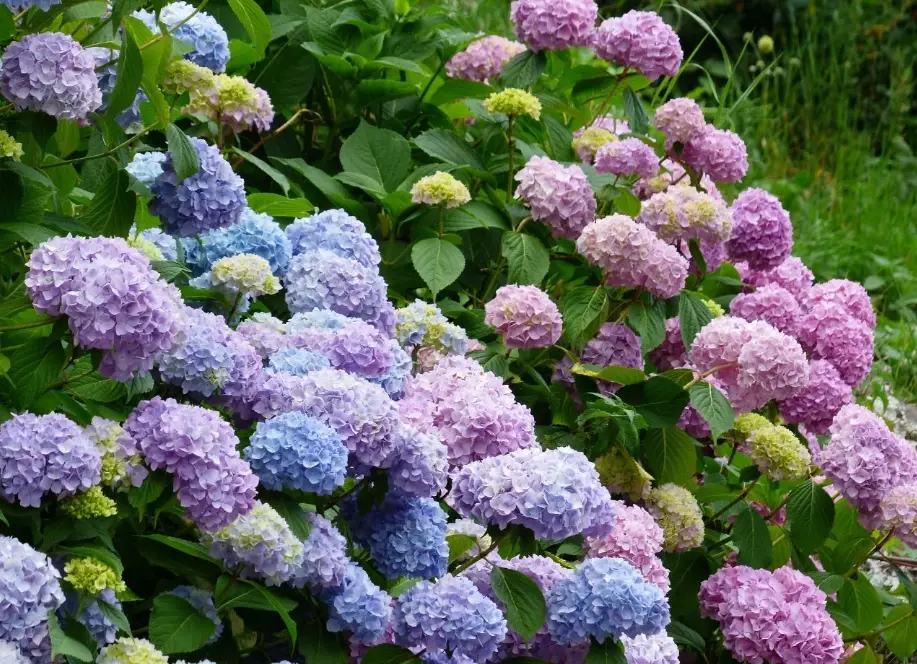 change hydrangea color