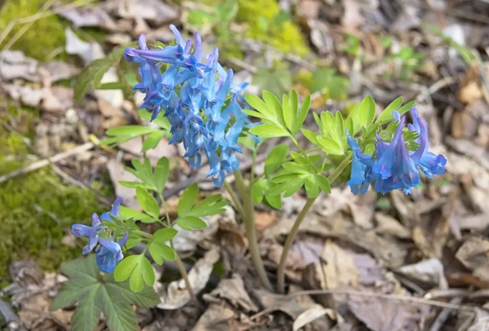 how to grow corydalis