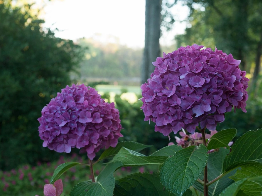 hydrangea pruning
