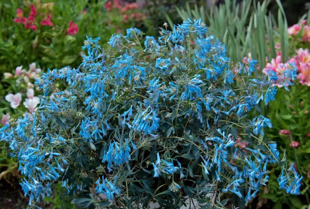 how to grow corydalis