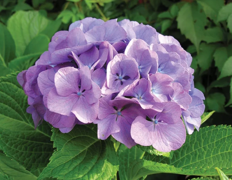 how to grow hydrangeas