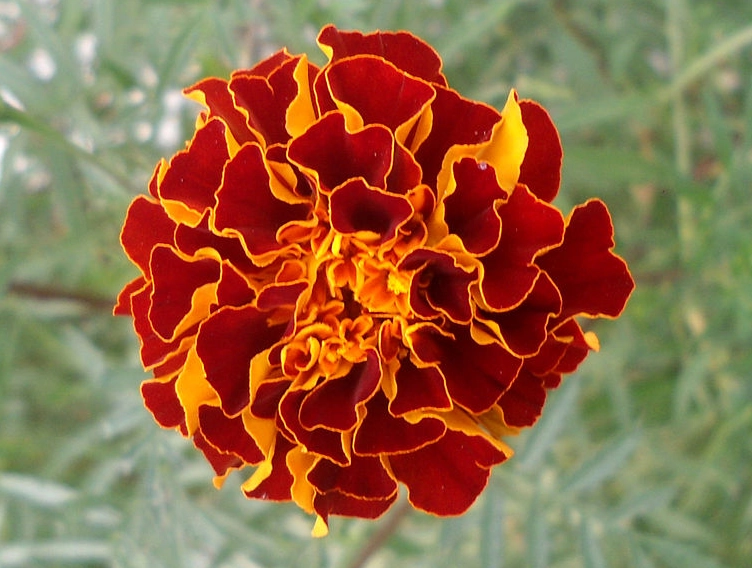 marigold companion planting