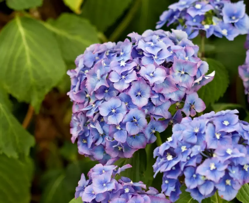 change hydrangea color