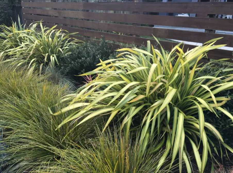 new zealand flax plant