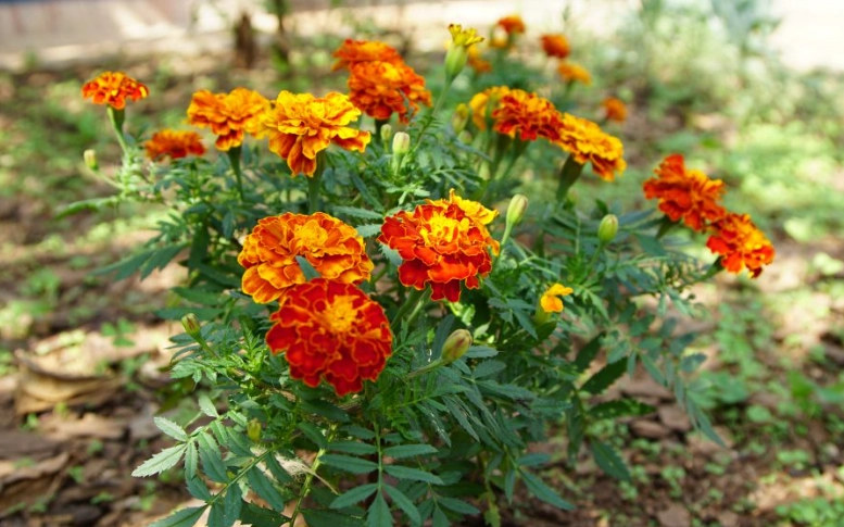 tagetes plant
