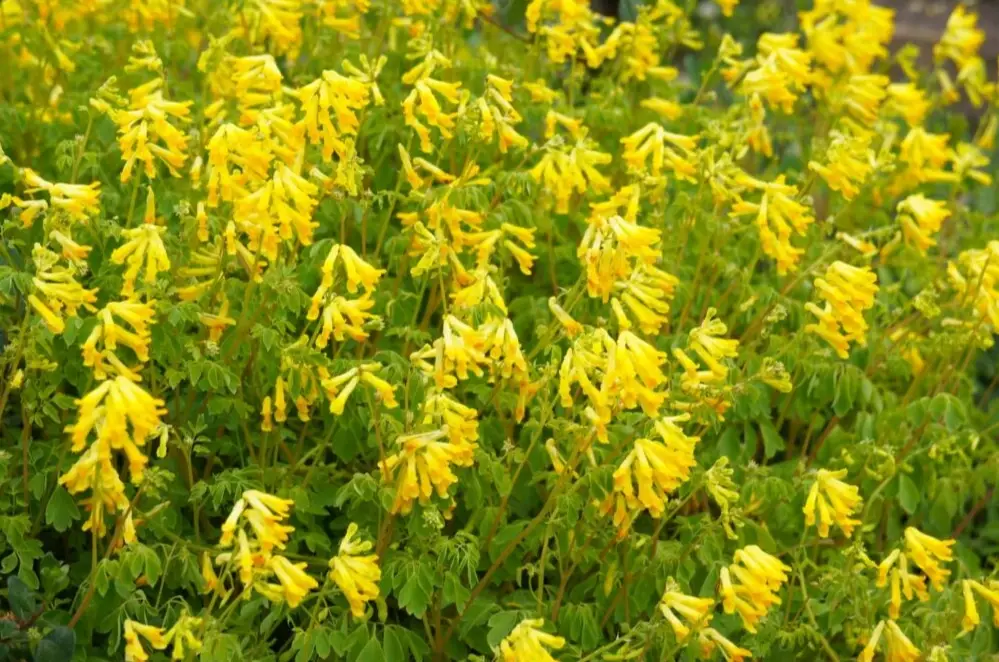 corydalis medicinal uses