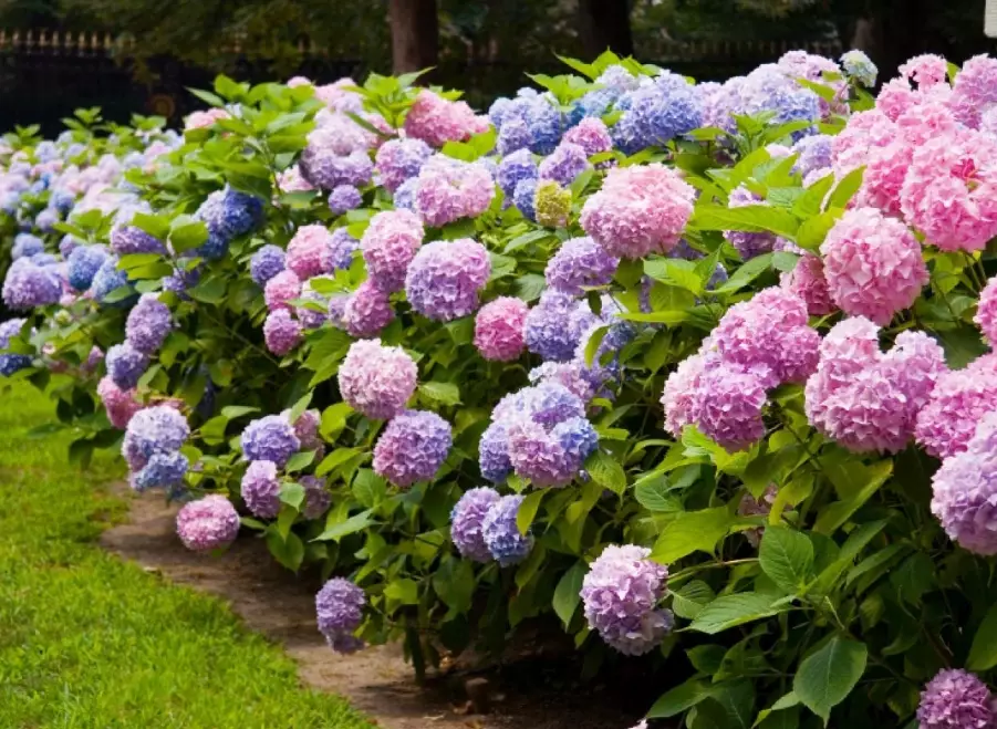 hydrangea pruning