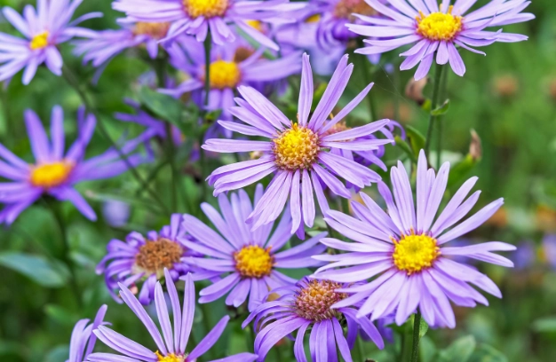 fall blooming perennials fall blooming perennials