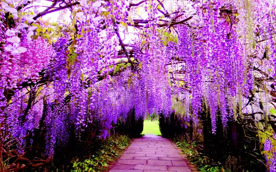 wisteria care