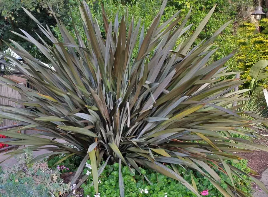phormium tenax care