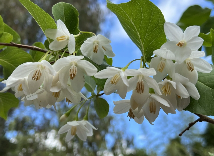 ornamental tree ornamental tree
