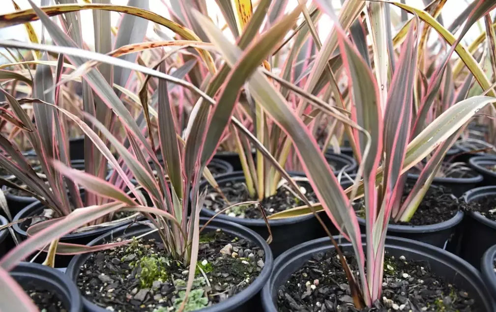 new zealand flax plant