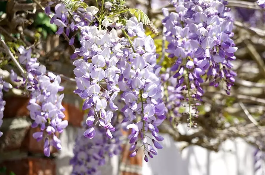 how to prune wisteria how to prune wisteria