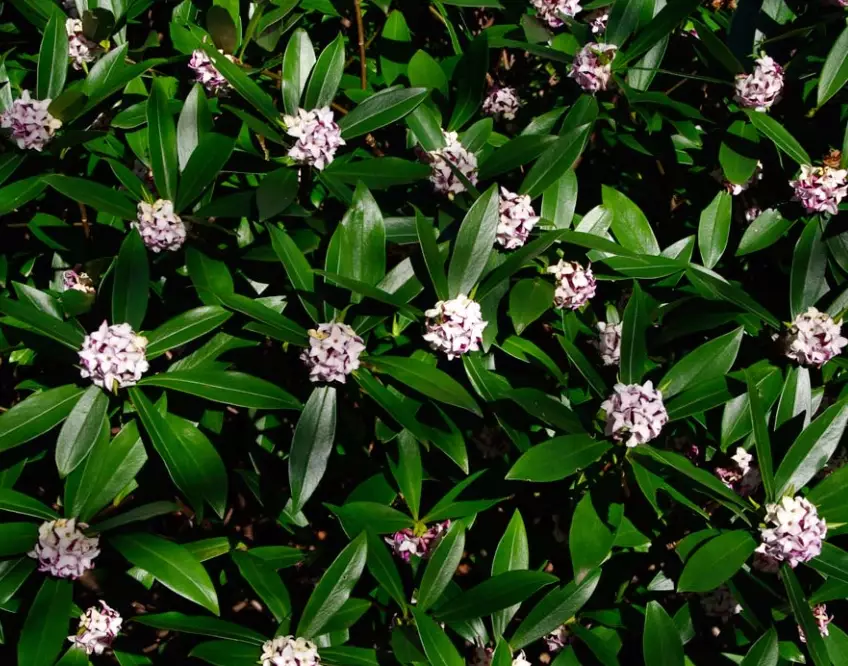 winter daphne problems winter daphne problems