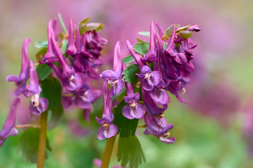 corydalis