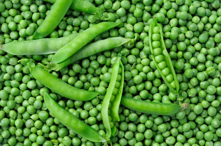 when to plant peas when to plant peas