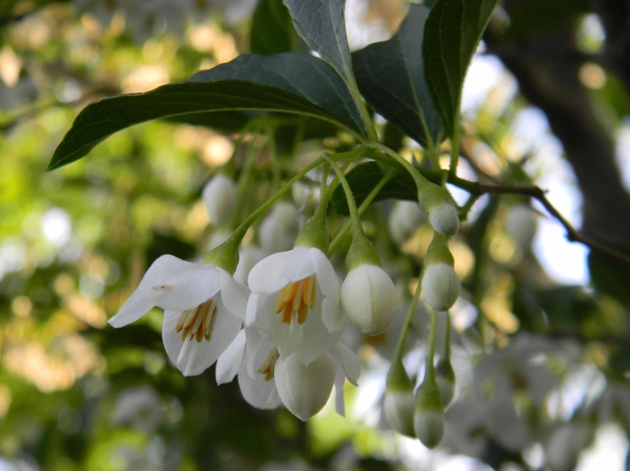 fragrant snowbell fragrant snowbell