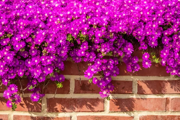 fall blooming perennials