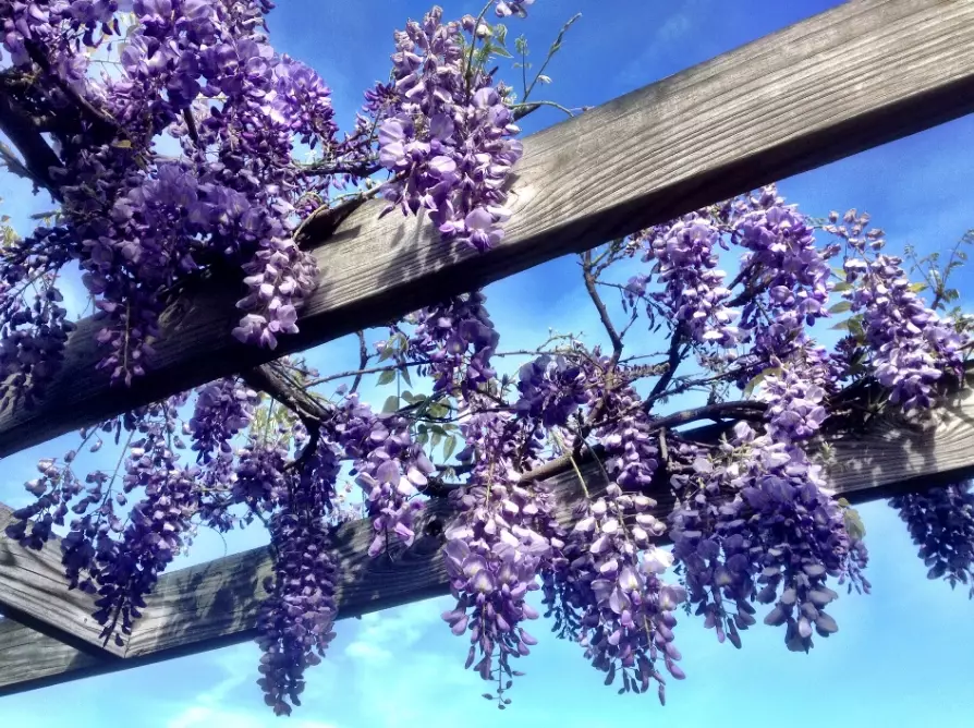 wisteria not blooming wisteria not blooming