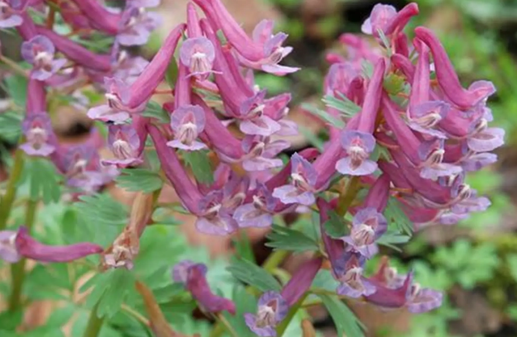 corydalis medicinal uses