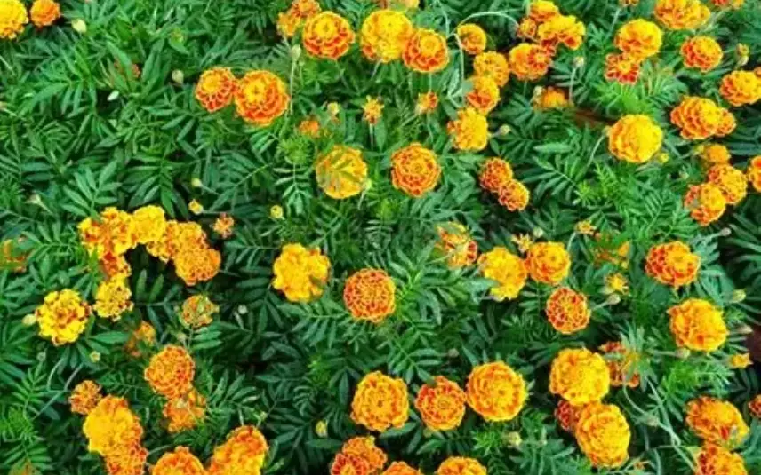marigold companion planting