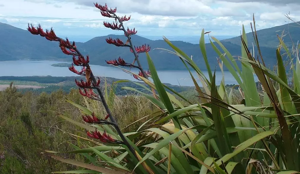cordyline australis vs phormium
