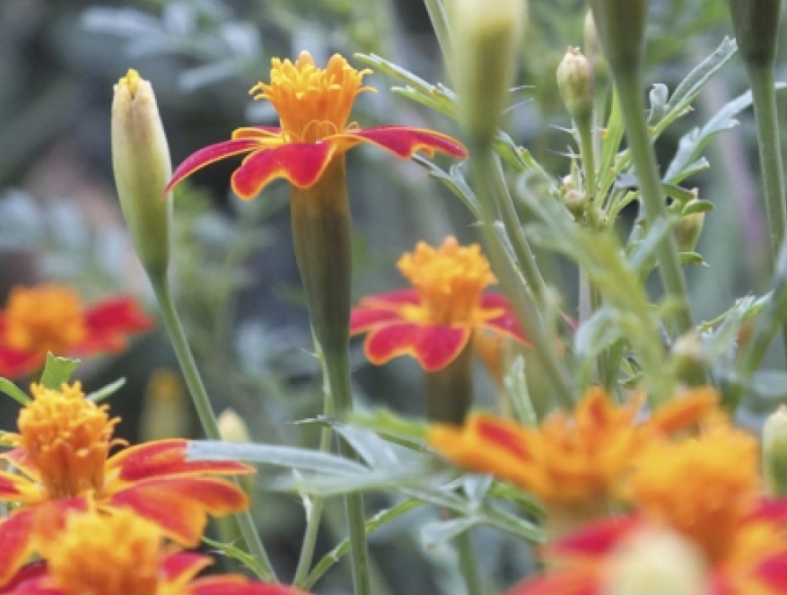 tagetes plant