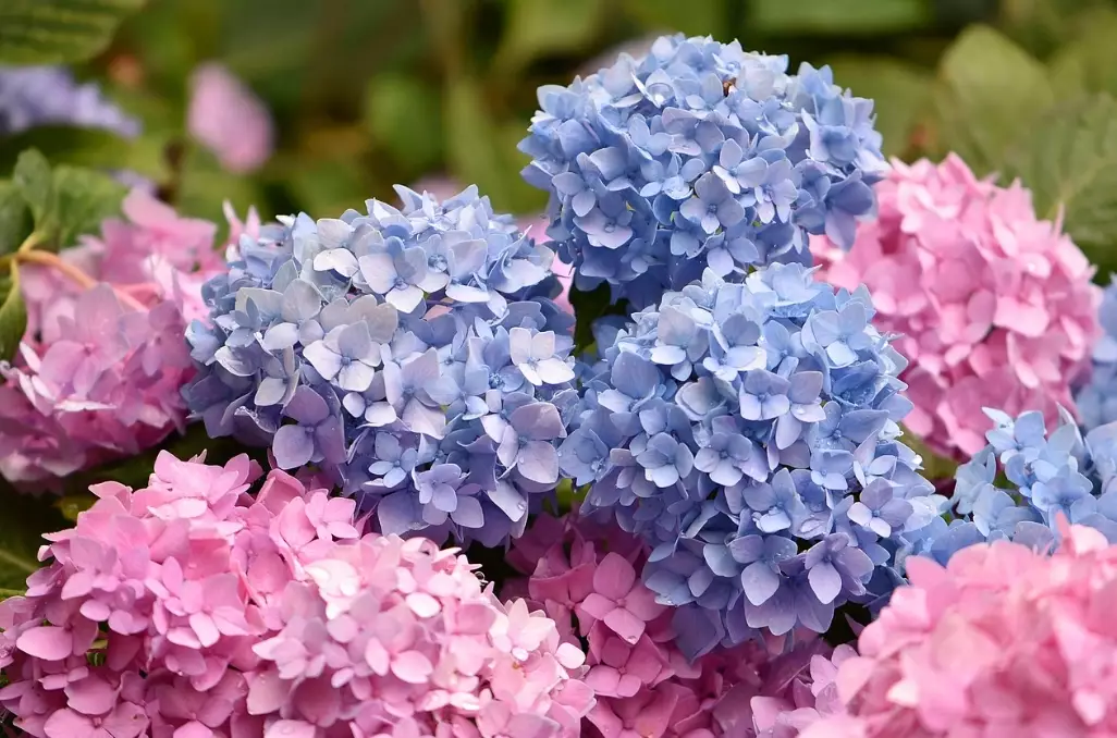 hydrangea