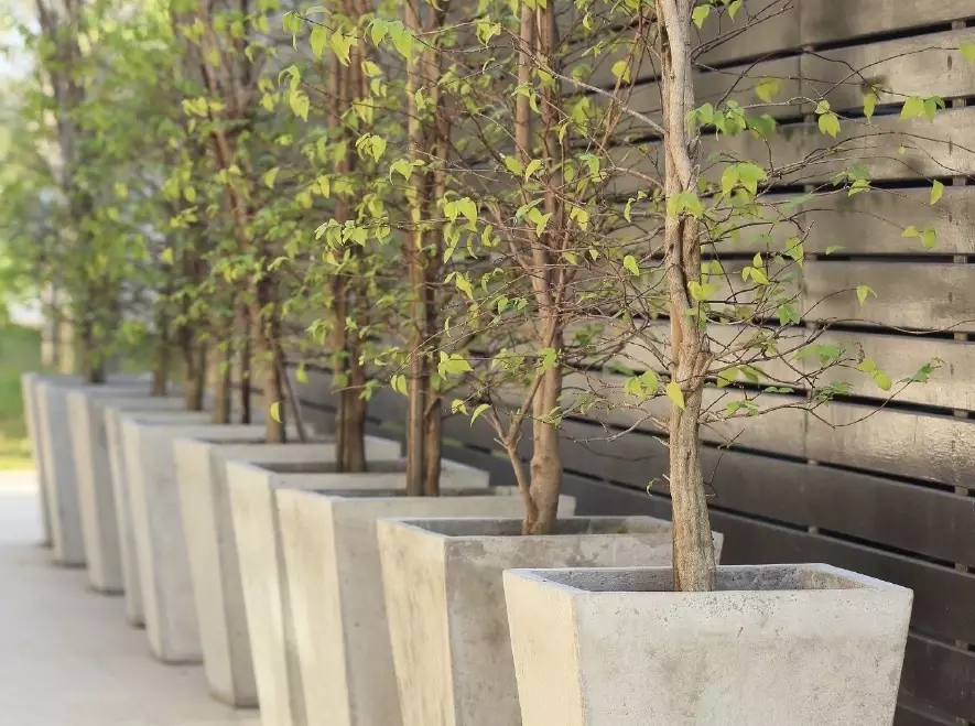 patio trees patio trees