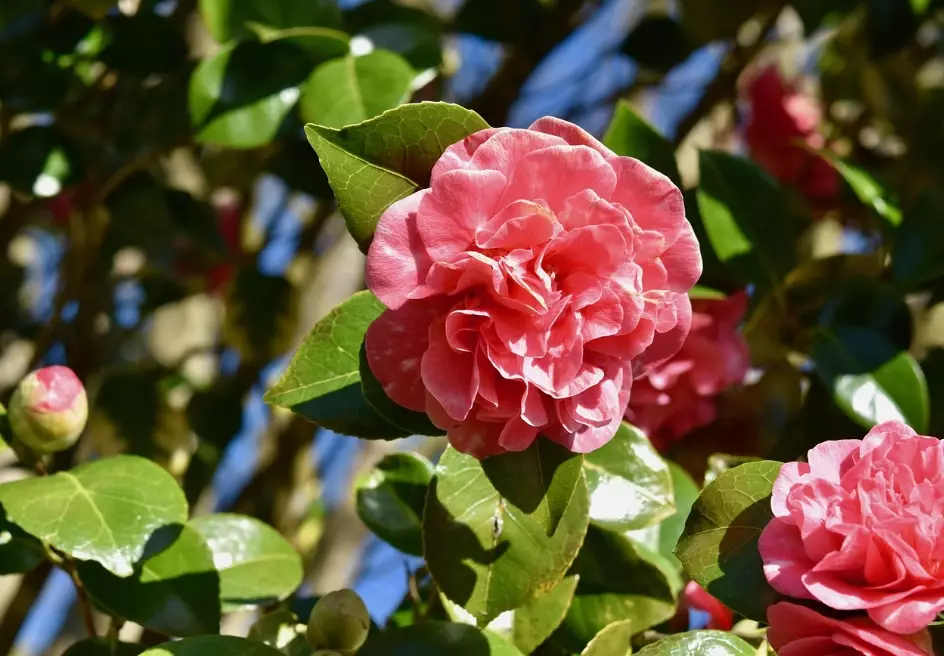camellia flower