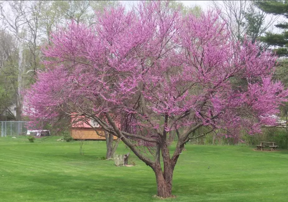 eastern redbud tree