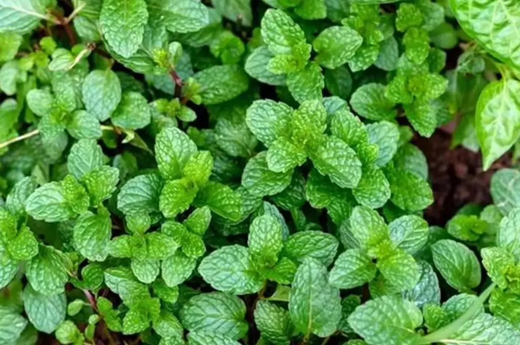 mint plant uses